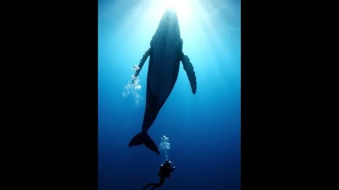 高柳の肉嫁动漫在线观看 - 深蓝星球：探索海洋深处的未知世界